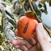 The persimmon【YOTSUMIZO】