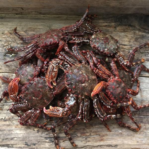 本日の1点物！ショウジンガニ 磯ガニ マガニ -60度急速冷凍品 700