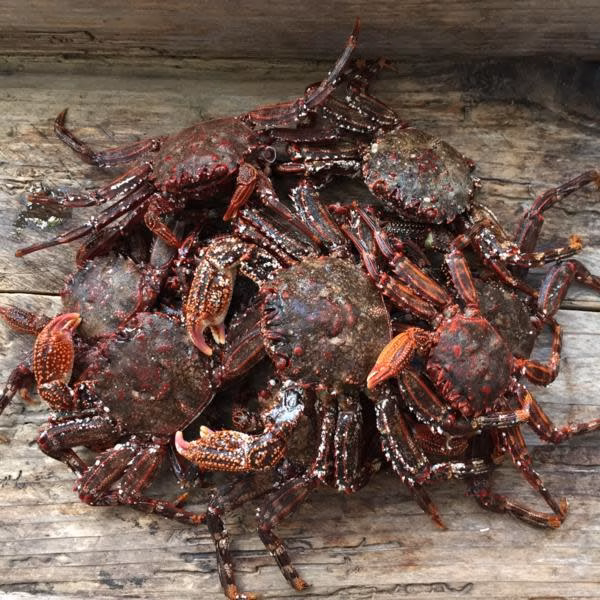 ショウジンガニ 磯ガニ マガニ　 -60度急速冷凍品　500グラム。限定１セット