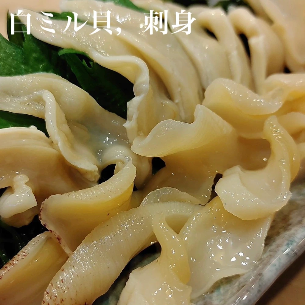 【日間賀島漁師直送】今が旬 高級貝 【白ミル貝】活かし発送❗️