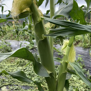 大分県産ヤングコーン（ホワイトショコラ）訳あり