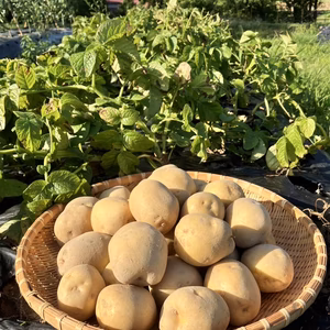 【農薬・化学肥料不使用】じゃがいも 「とうや」菌ちゃん農法で栽培２kg、４kg