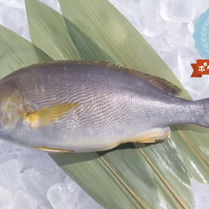 【3枚おろしorサク】イサキ　血抜き神経締め