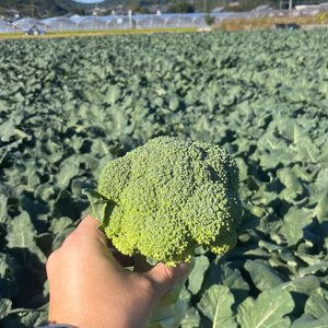 特売！甘みを感じる！ジャンボブロッコリー（徳島県産）