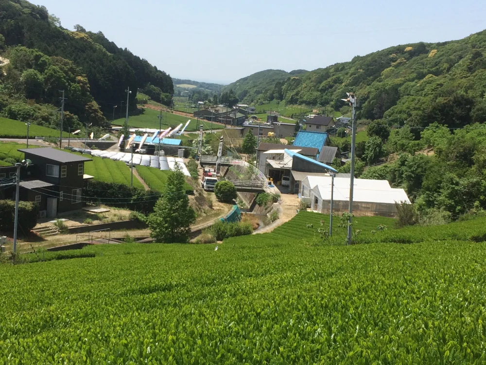 静岡県掛川産 世界農業遺産 深蒸し茶 たっぷり200g