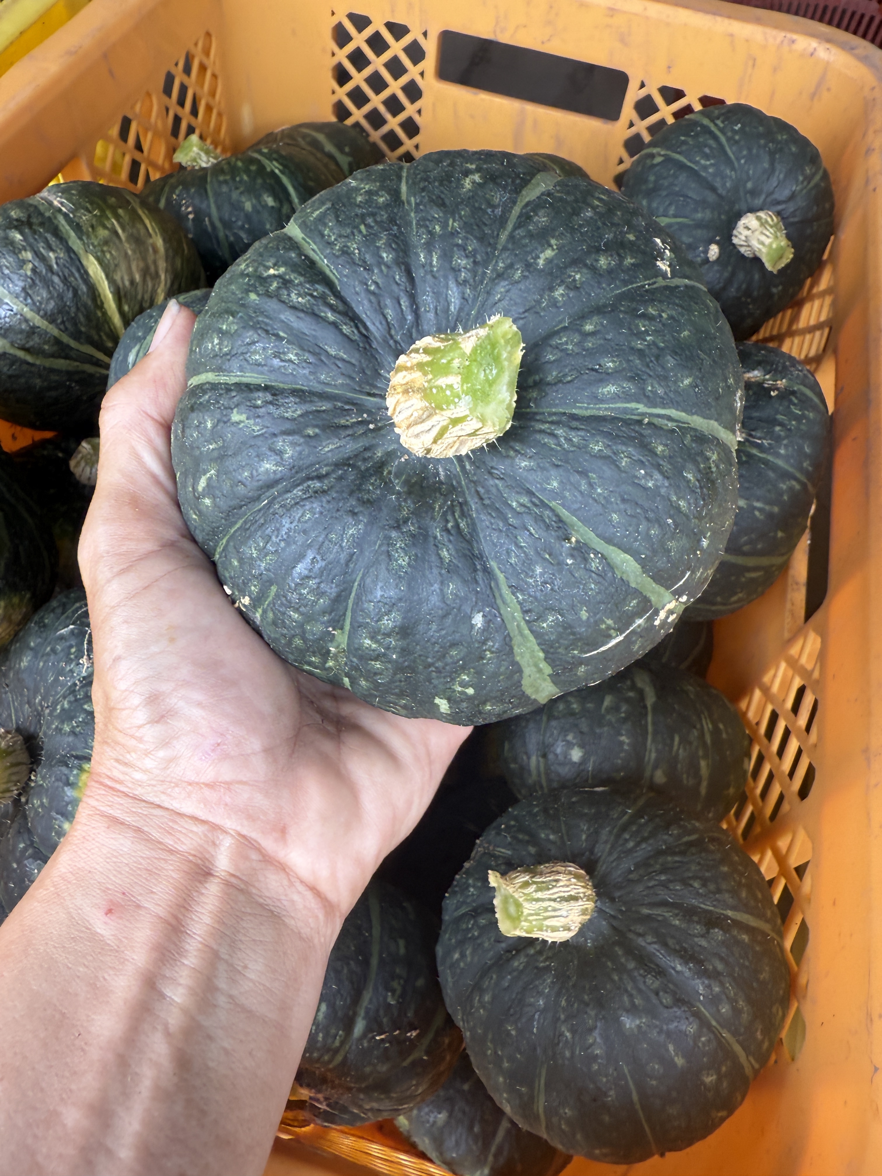お試し！夏のごちそう野菜BOX 60おまかせ夏野菜ミックス｜野菜