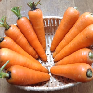 自然栽培　ベストセラー　ニンジン2種食べ比べセット