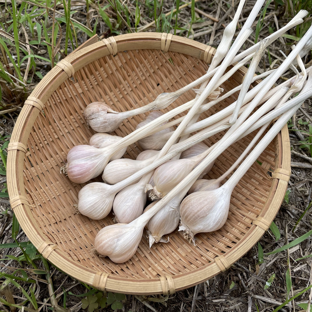 沖縄県産 島にんにく 無農薬 約１キロ前後 - 野菜