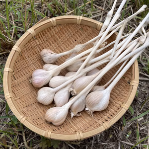 〈メール便〉沖縄島にんにく100g〜【無農薬・無肥料 自然栽培】