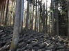 天然原木栽培椎茸　本日は1名様‼️約600g 秩父からお届けします