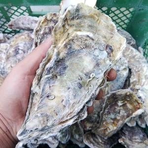 3年のデカい冷凍牡蠣 3ｋ/5ｋ/10ｋ ＢＢＱに牡蠣 殻付き 牡蠣 牡蛎