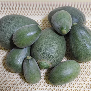 摘果メロン　希少品　数量限定