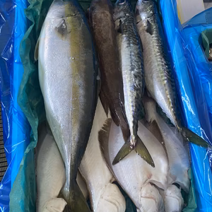 迷ったらココ‼️本日、水揚げ‼️ 神経〆鮮魚ガチャ　下処理済み
