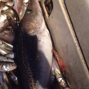 寒タラ（オス）