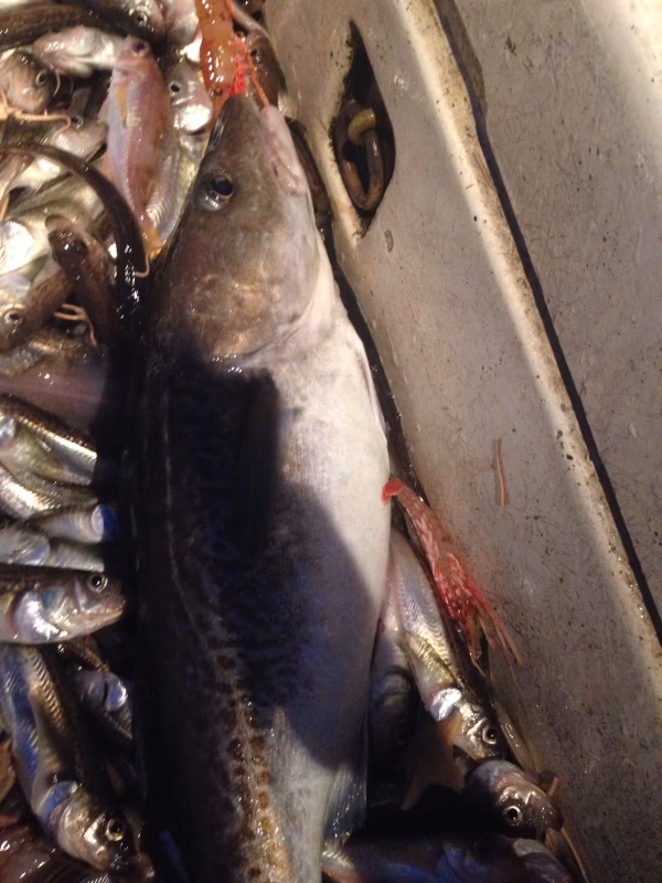 寒タラ（オス）