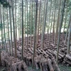 【12月予約】森から育てる香る木の子　肉厚原木しいたけ　1Kg約40~50個入