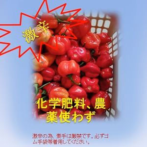 激辛唐辛子　ハバネロ