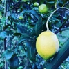 【熱海産♨農薬不使用】日本レモン発祥の地「熱海レモン」A（Ace）チーム約1kg