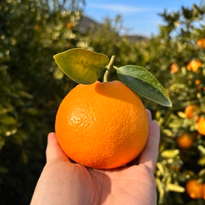 受験生応援★愛媛の伊予柑でいい予感♪大玉☆ご家庭用