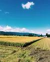 【H30収穫】【玄米】はえぬき5kg 山形県飯豊町産 特別栽培米
