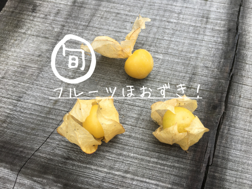 フルーツほおずき 食用ほおずき 87farm 農家漁師直送のポケットマルシェ