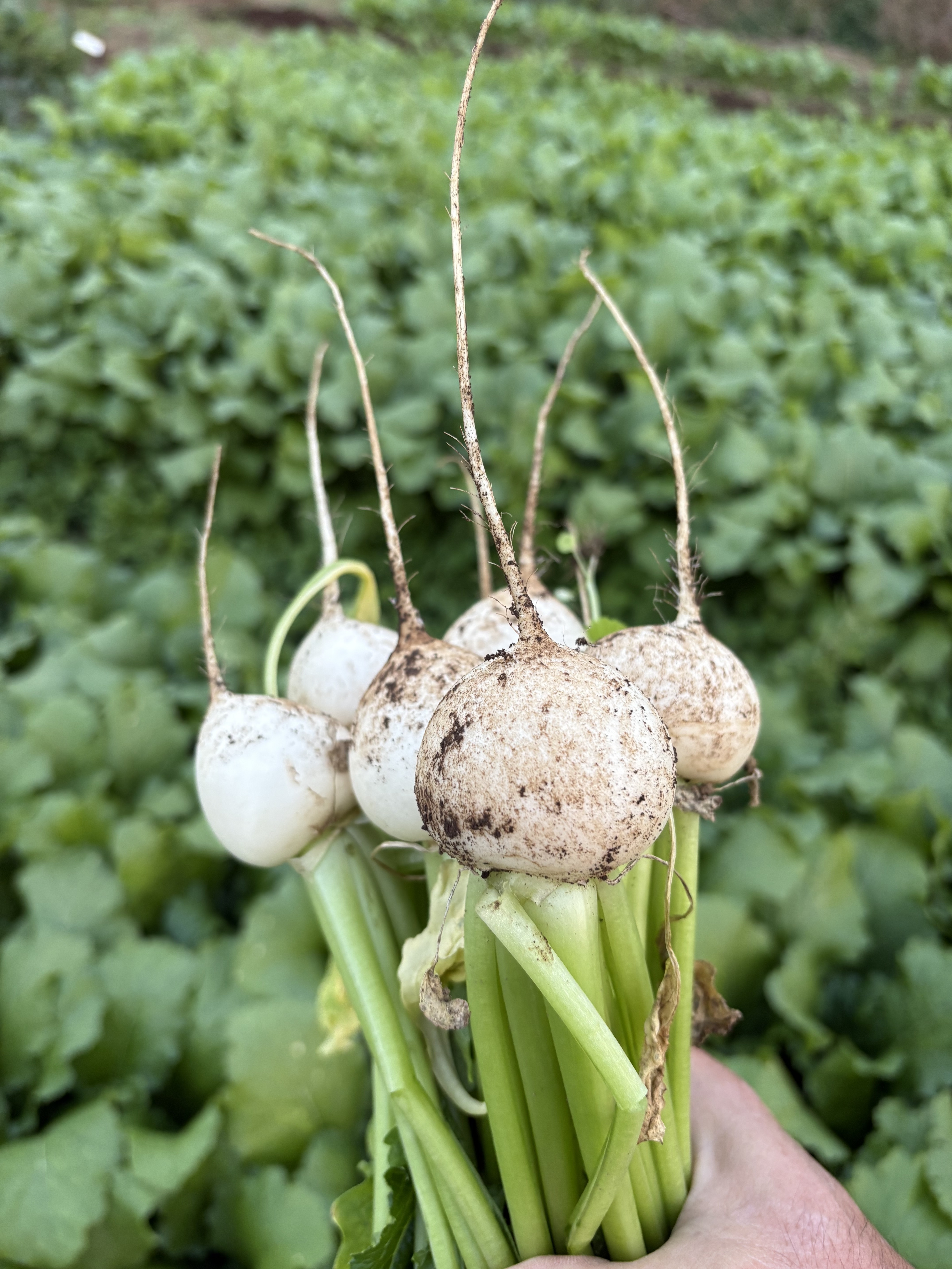 子カブいっぱい!収穫祭りです!! 葉っぱなし子カブ20個