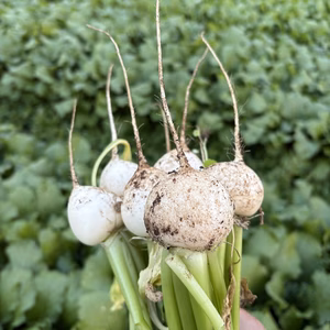 子カブいっぱい！収穫祭りです！！