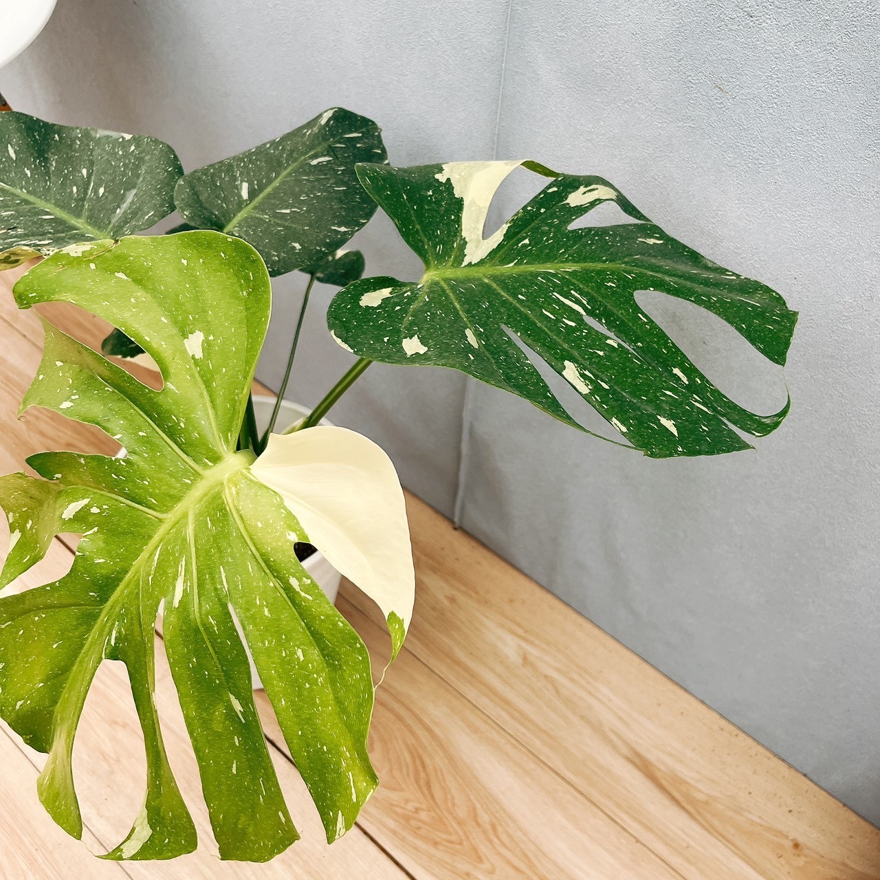 ［現品］【希少】8番　モンステラ　デリシオーサ　斑入り　観葉植物　室内　レア 608fc23a008f4a26508646a43dc108