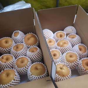 C5 かなりワケあり新高 箱に詰まるだけ