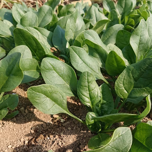 露地栽培のほうれん草(※出荷は11月/20からとなります。)