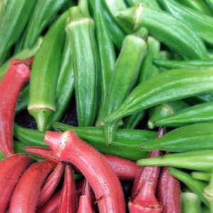 【赤オクラmix】緑500g＋赤10本（計60~75本程度) 太陽の光たっぷり！