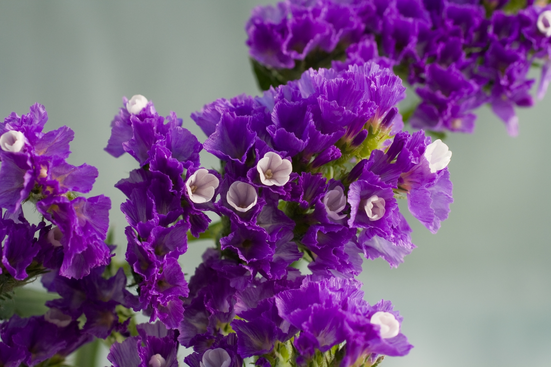 スターチス 紫色 15本～20本｜花（切花・鉢花）の商品詳細