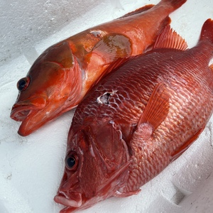 ポケマル 魚介類の鹿児島県の通販 全国の農家から産地直送で取り寄せできるポケットマルシェ 8ページ目
