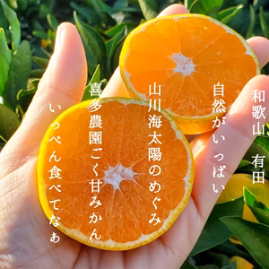 晩秋の王者 ゆら早生 10ｷﾛ 秀品 希少品種 