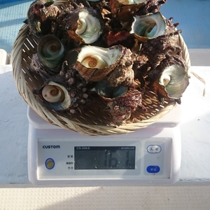 サザエ 1.5キロ　お刺身とつぼ焼きサイズ詰め合わせ 日本海産
