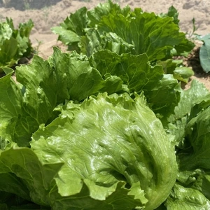 無農薬栽培 レタス（無農薬レタス）lettuce