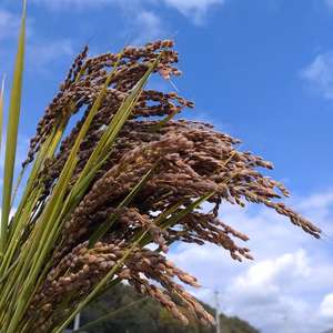 緑米【もち米の玄米】（手植え手除草天日干し自然栽培）