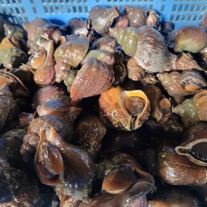 【BBQに最高 今が旬】青ツブ 5キロ