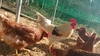 【お試し2パック】純国産鶏の平飼い有精卵！木漏れ日農園のもみじ卵