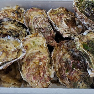 三陸·山田で育ちました☆やまだの殻付き牡蠣