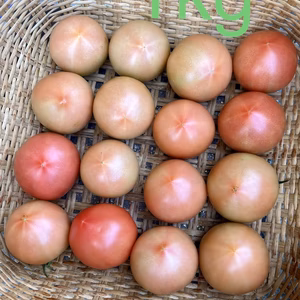 減農薬 桃太郎 小玉 トマト 約6kg はねだし 訳あり