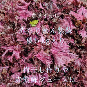 農薬不使用　赤紫蘇　葉　5kg