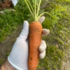 たっぷりと甘い人参　栽培期間中農薬不使用です。