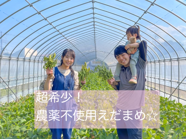 【豊作セール❗️】✨えだまめの王様✨農薬不使用！湯上がり娘【大盛り】