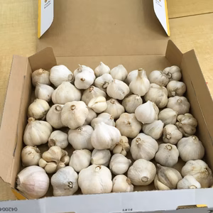 【芳醇】にんにく　Ｓ玉　38~43個　農薬不使用　化学肥料不使用　乳酸菌栽培