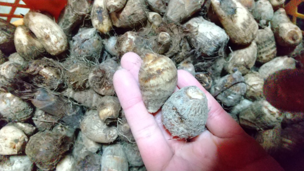 ️【栽培期間中農薬不使用】≪数量限定！≫里芋『八ツ頭』小さめサイズ！小芋孫芋 農家漁師から産地直送の通販 ポケットマルシェ