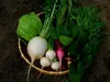 農薬化学肥料不使用　四季のとれたて野菜セット（S)