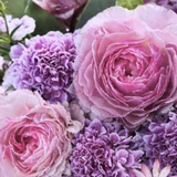 デルフィニウム