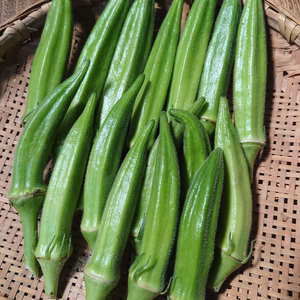 オクラ【農薬不使用】限定で5箱           