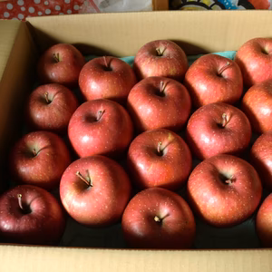 お買い得　自宅消費用訳ありリンゴ5キロ詰め（ふじ）
